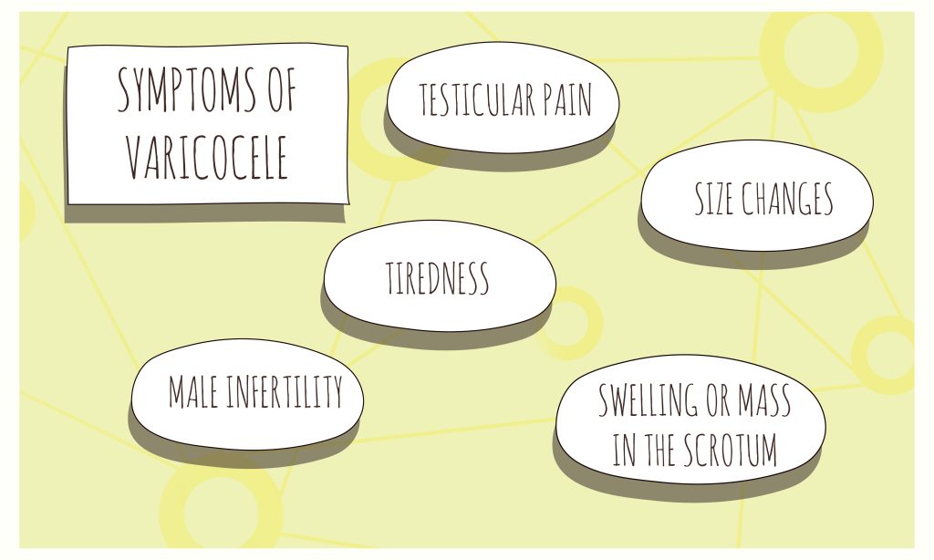 symptoms of Varicoceles. Presented as an illustration for medical journal or brochure. symptoms of Varicoceles. Presented as an illustration for medical journal or brochure.